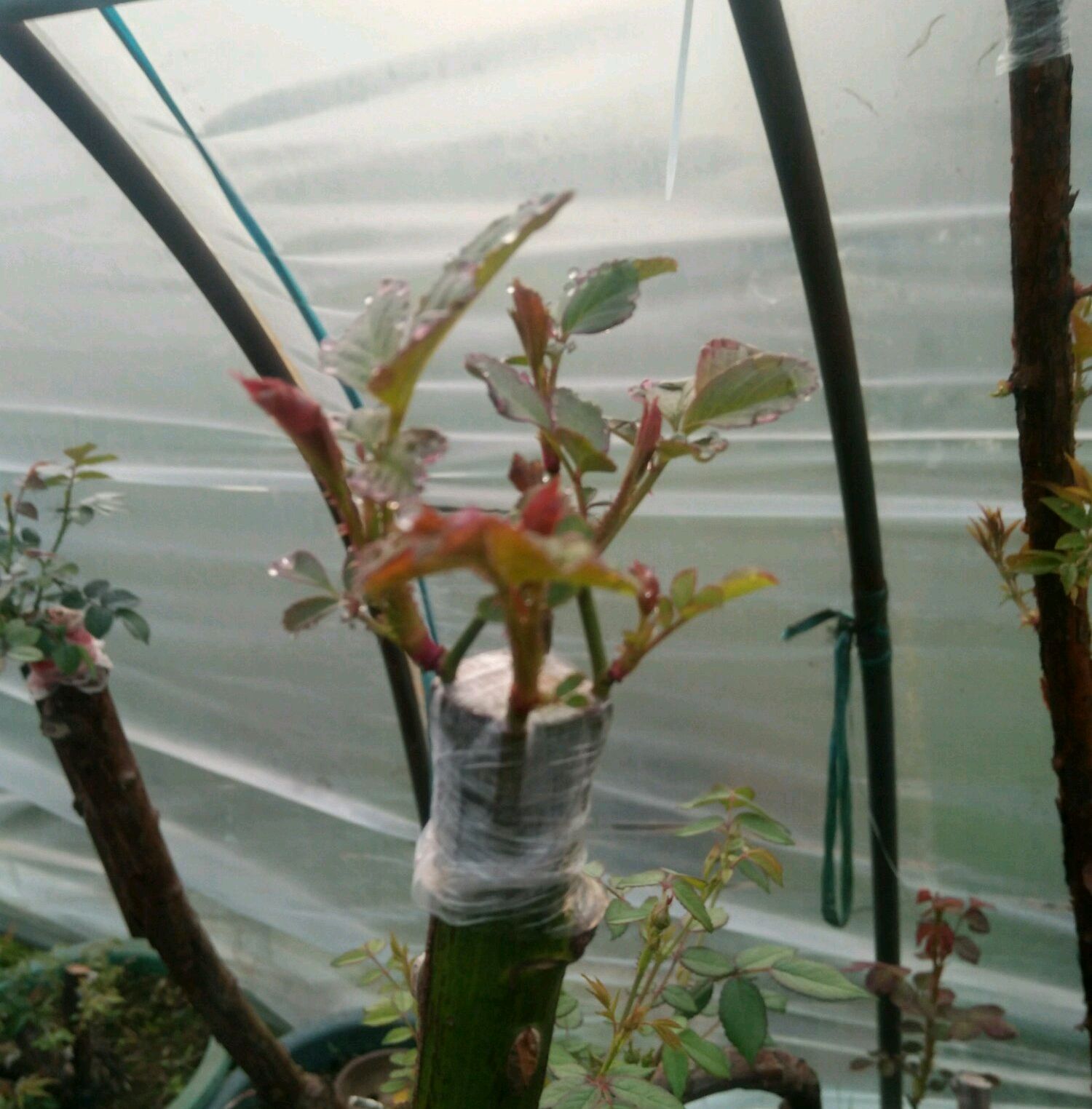 树状月季遇大风如何固定,树状月季春季剪秃会死掉吗