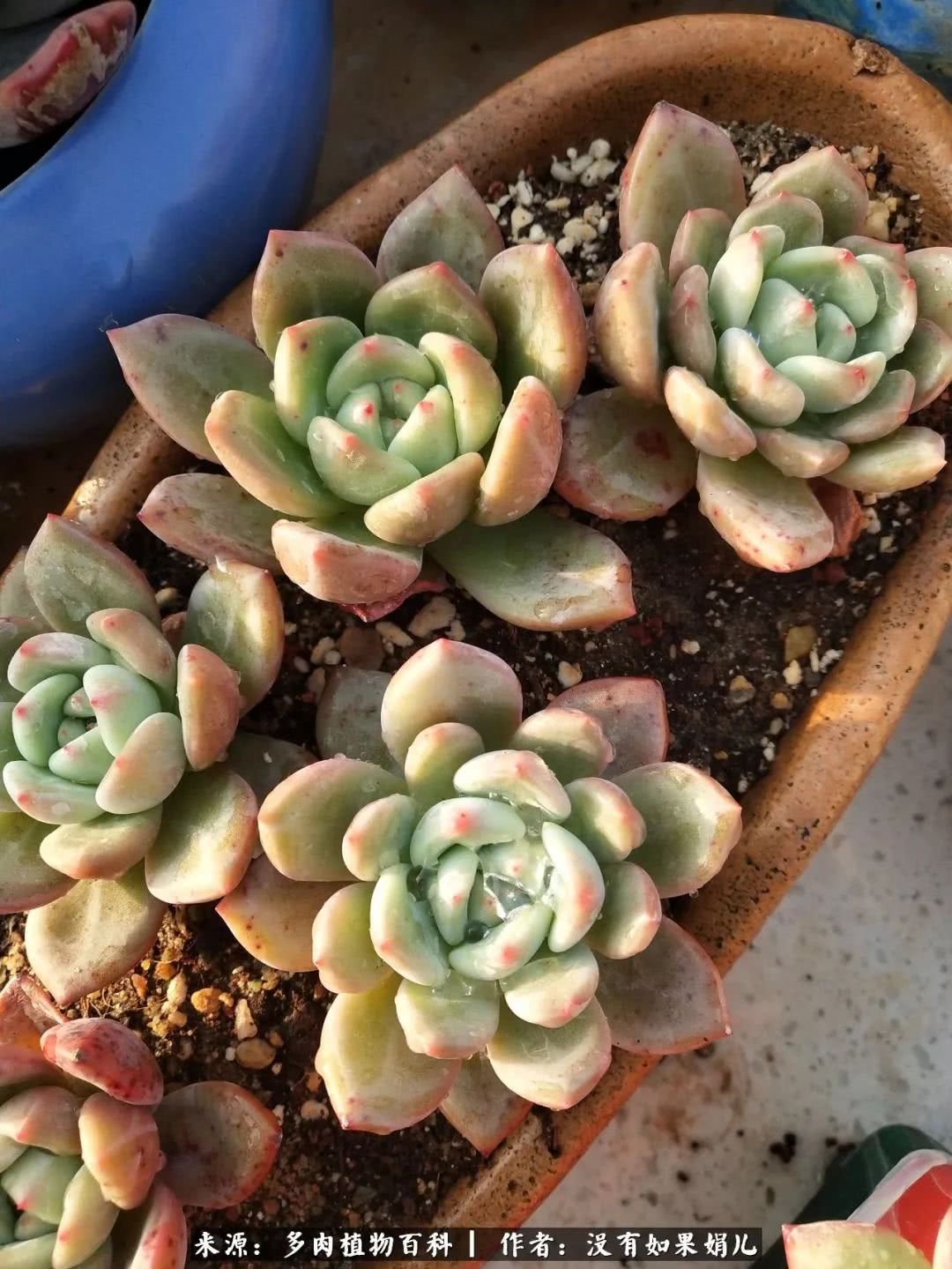 明人不说暗话，我为多肉而来！