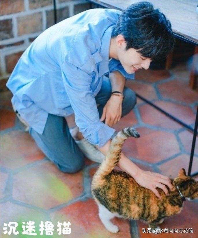 新型骗局养猫被骗,新型骗局网上养猫是真的吗