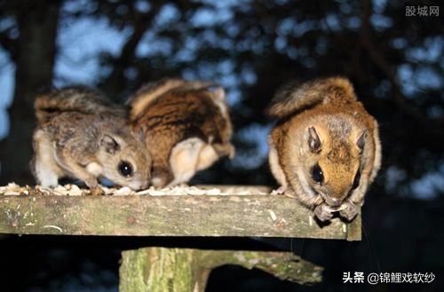 公园散步遇见大鸟,公园散步遇见蛇
