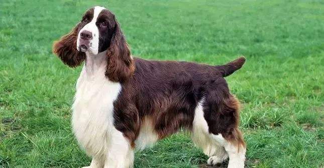 军犬和警用犬的区别,军警犬品种排名