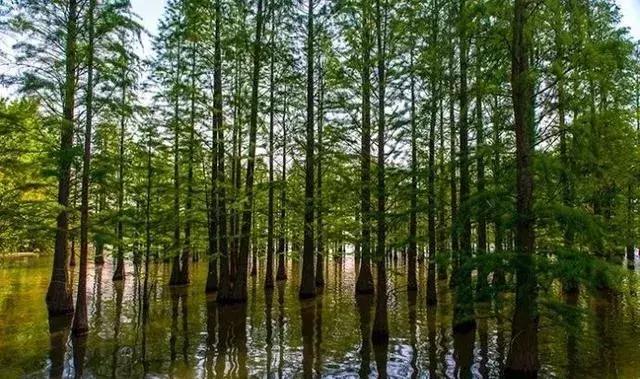 绿化苗木树种名称,绿化苗木大全名称及图片