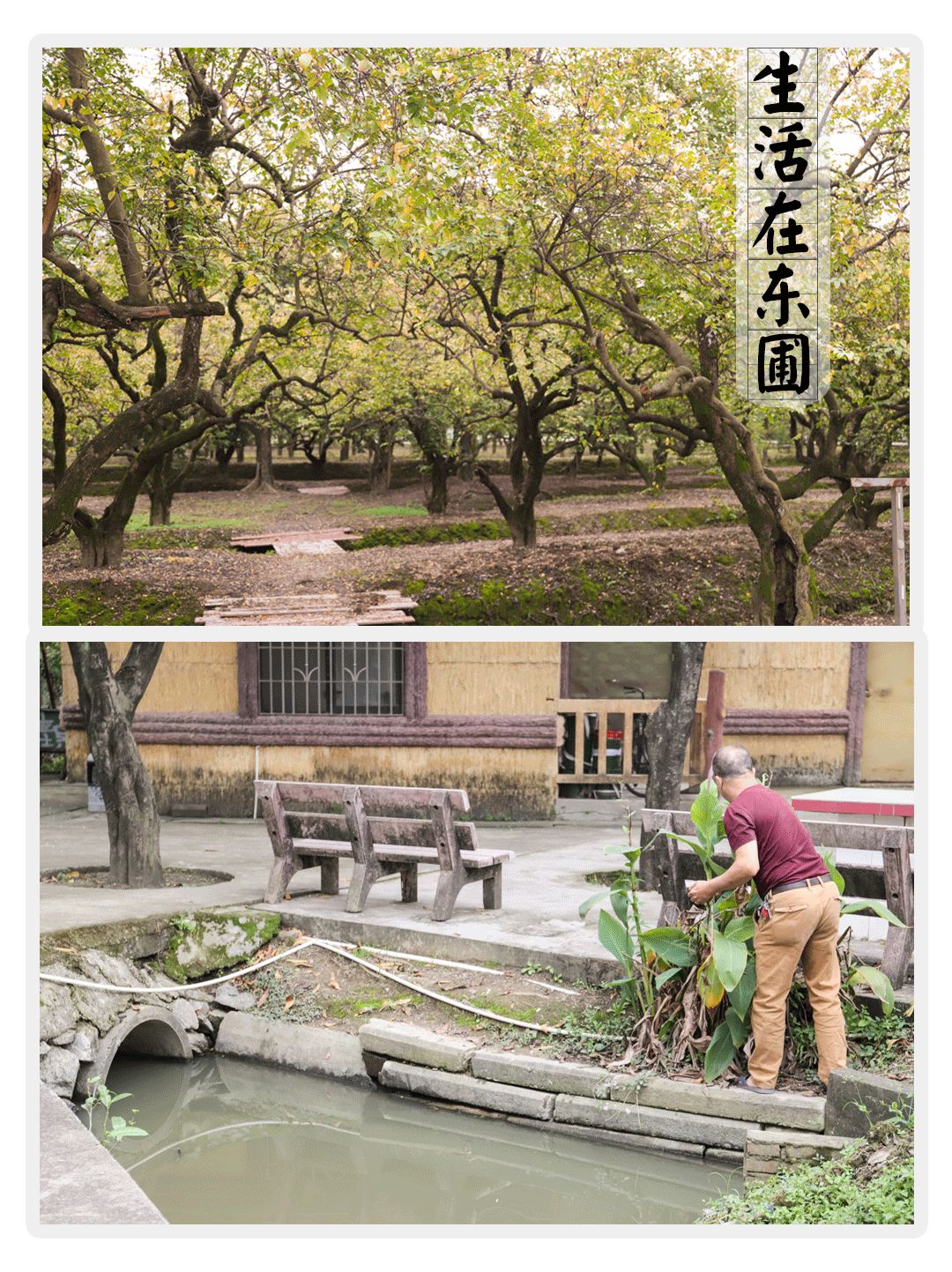 住在东圃,吃胖了广州几代人?