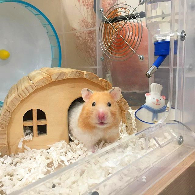 仓鼠会因为睡眠不够而死亡,仓鼠在笼里一直狂躁不安