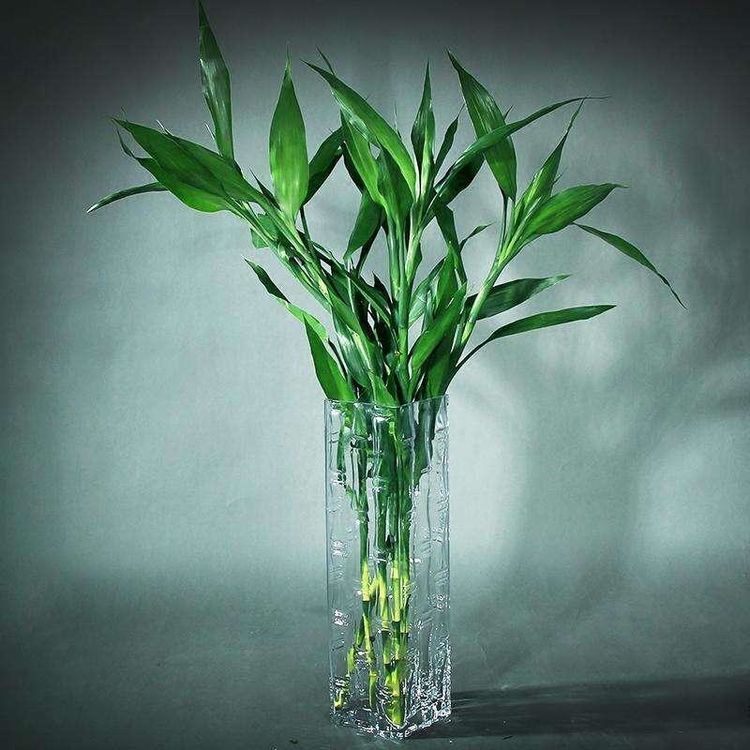 富贵竹黄叶了怎样补救不长根,富贵竹叶子没有生根发黄怎么办