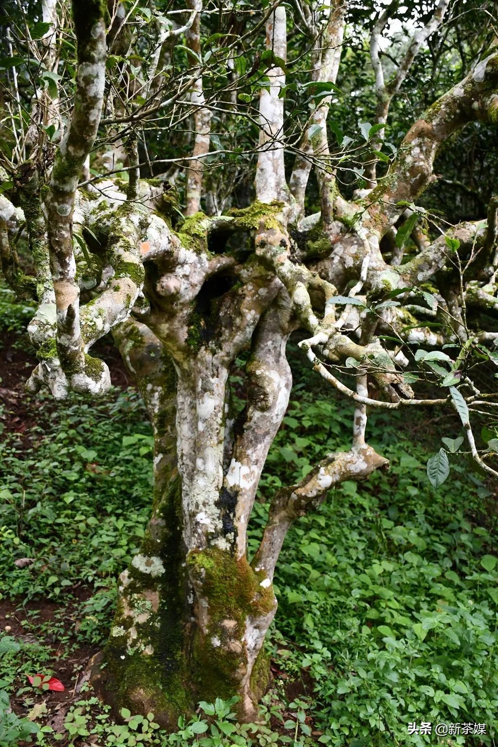 南糯山茶树王咋走,南糯山普洱茶茶树王