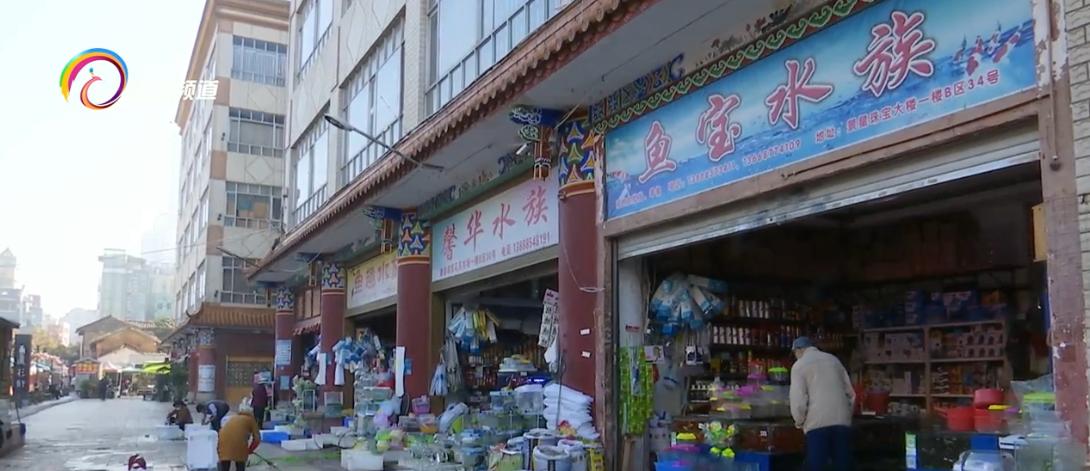 儿童观赏龟怎么养活,彩漆龟好养吗