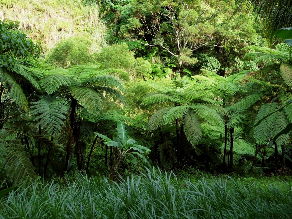 菲律宾游散记（46）-杜马盖地（4）：火山口真正的温泉