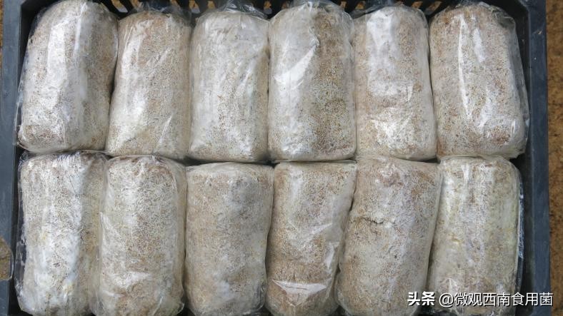 大田种大球盖菇如何冬季出菇,大球盖菇栽培技术分析图