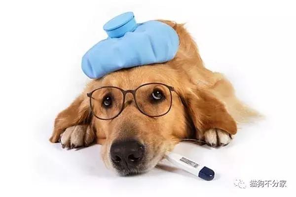 狗狗吃完体内驱虫药应该注意什么,狗狗体内驱虫注意事项