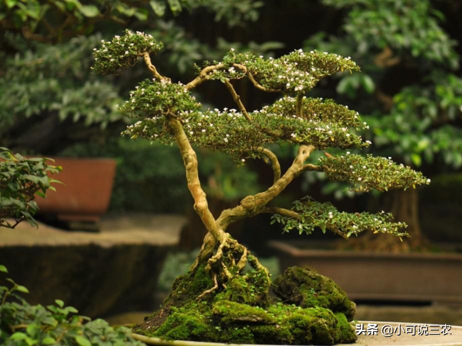 它的名字叫做六月雪，看似有着天大的冤屈，事实是你想多了