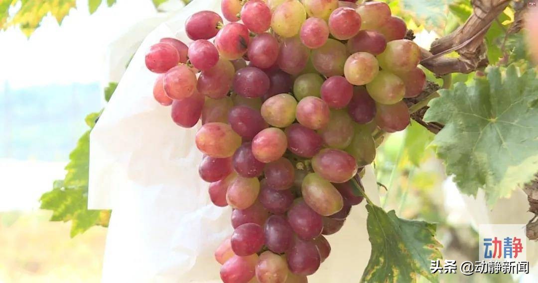 诗不可说,诗不可说什么意思