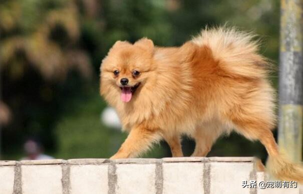 为什么我家博美越来越像狐狸,博美跟狐狸似的