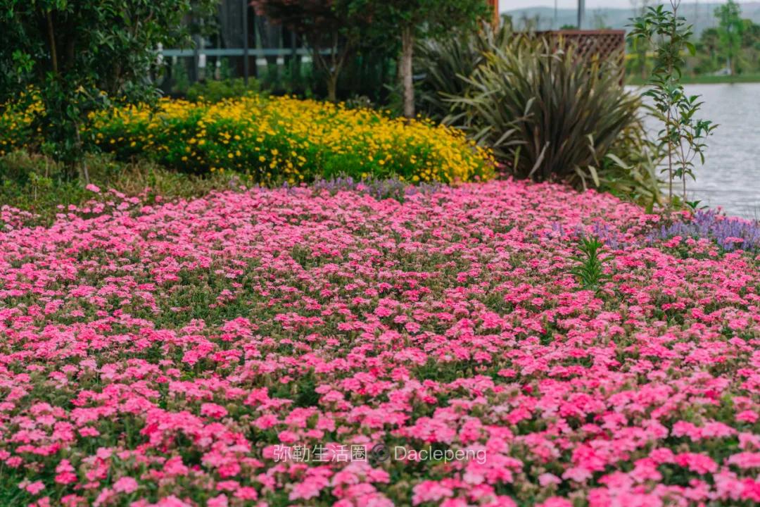 云南最美小镇图片,云南太平湖森林公园花海