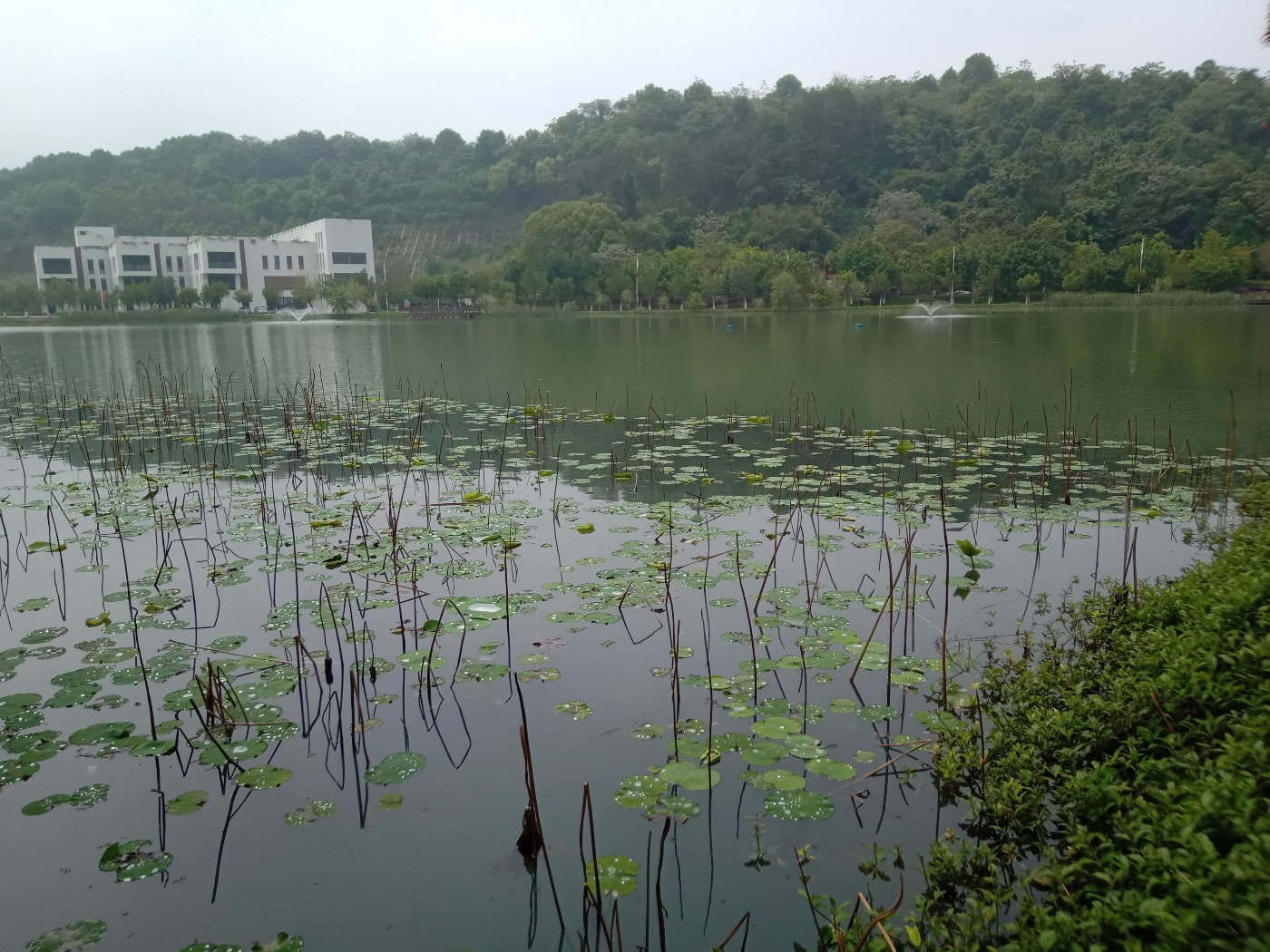 福州大学就像一座大公园，风景美到爆！最美的世界一流学科院校