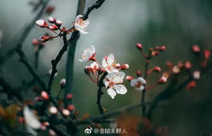 濡備綍鍖哄垎妯辫姳妗冭姳姊ㄨ姳鏉忚姳娴锋,妯辫姳妗冭姳鏉庤姳鏉忚姳濡備綍鍖哄垎