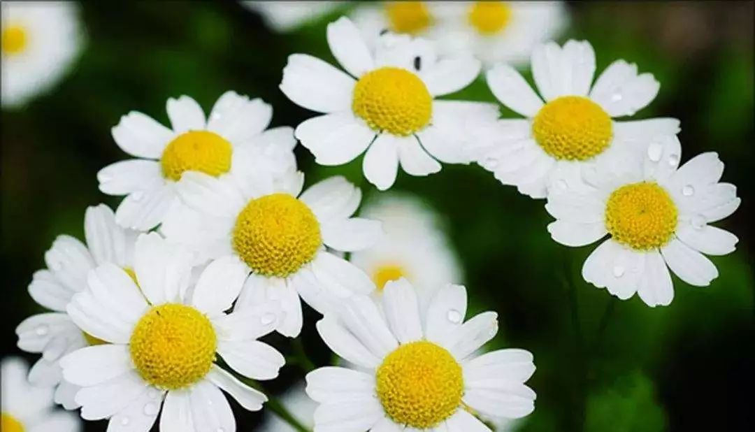 素颜霜自然焕亮裸妆懒人滋润,素颜霜美湿懒人霜