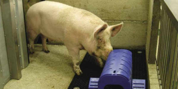 猪巴巴：人工授精中的精液如何采集？