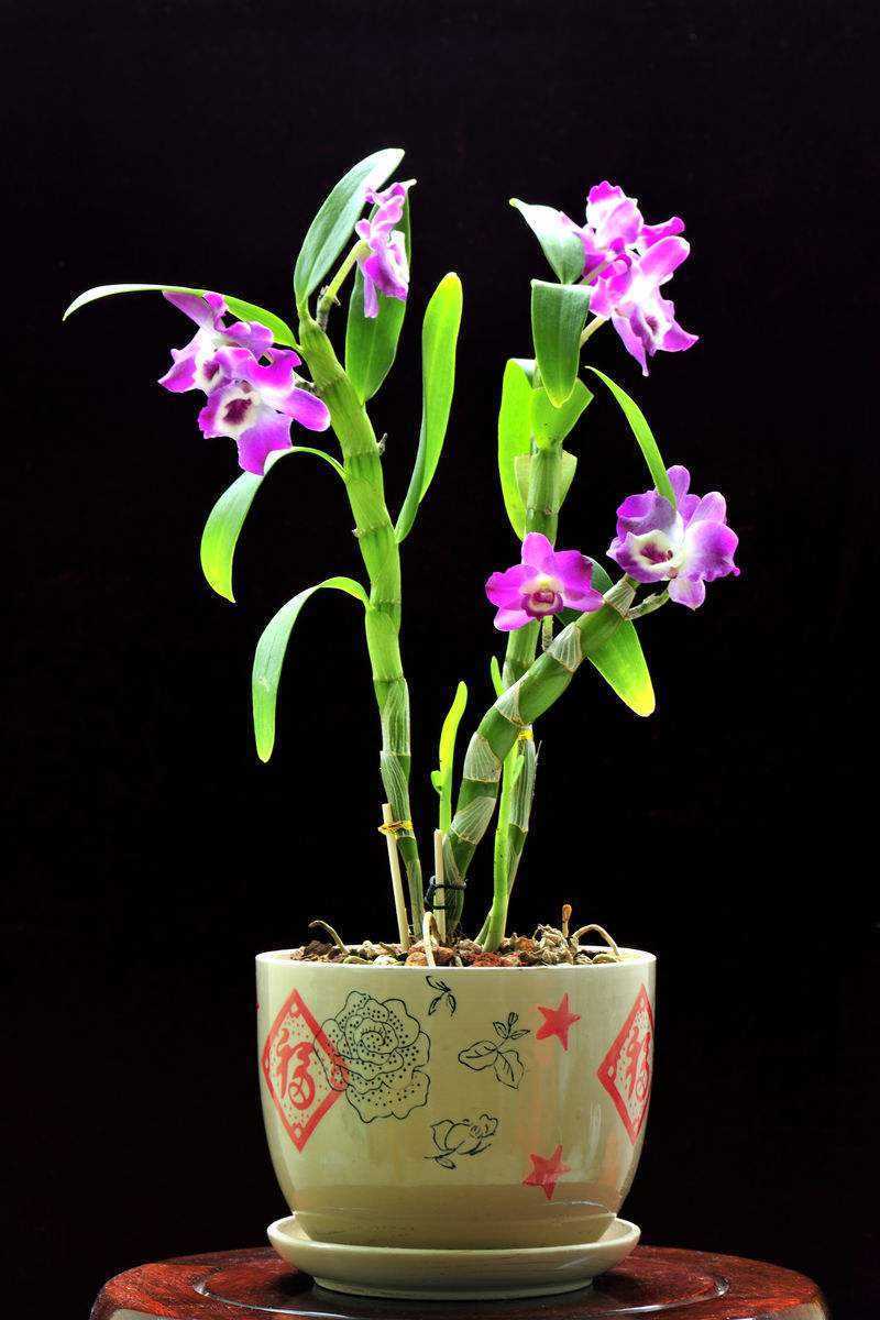 属于国兰的兰花是什么品种,兰花中最名贵兰的品种有哪些