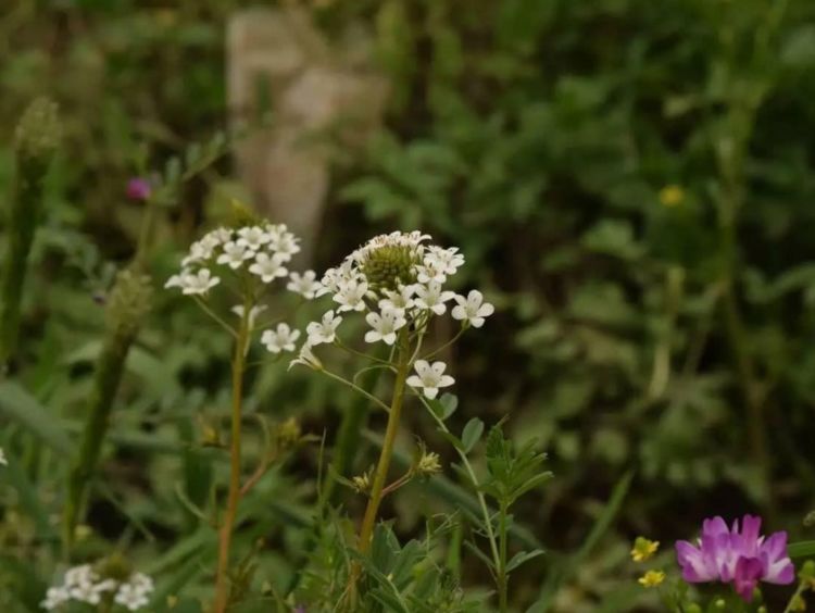 硬枝老鸭嘴开花,硬枝老鸭嘴几年开花