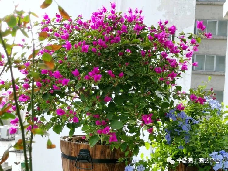 （2021）园丁奖阳台组《008号》星星的花园