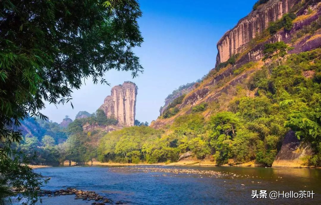 武夷名茶金骏眉红茶精品,福建名茶篇武夷红茶金骏眉