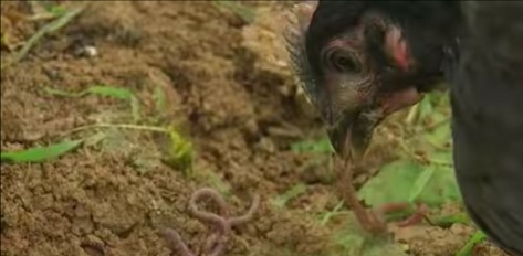 80后女大学生回农村养蚯蚓,回村创业养蚯蚓