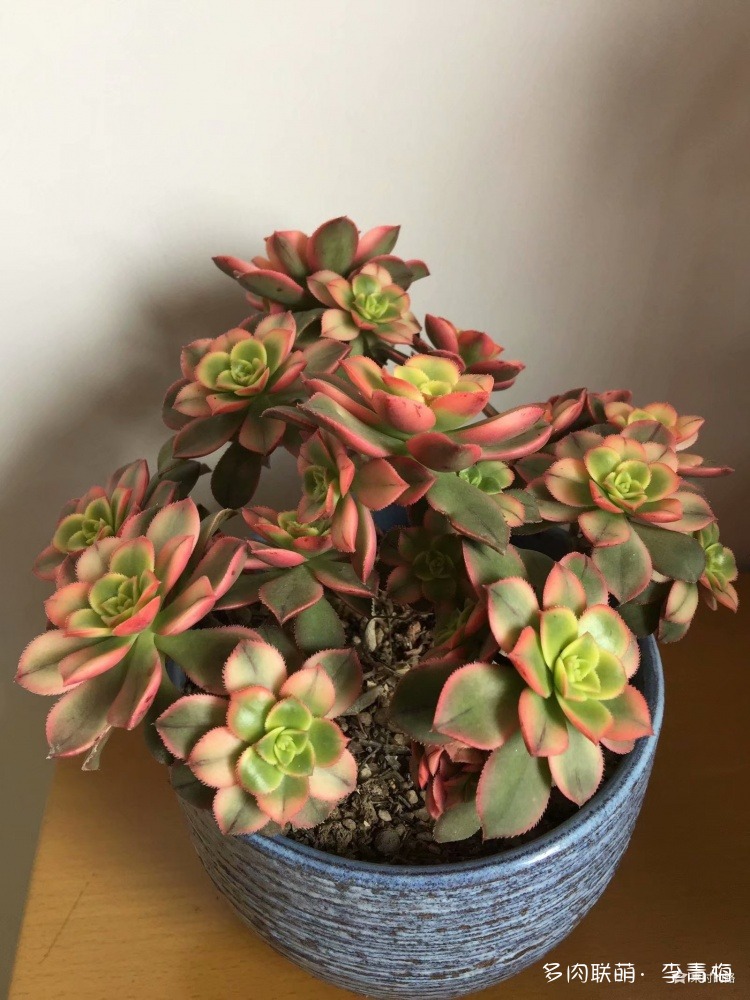 瞧,那个钟情艳日辉的人