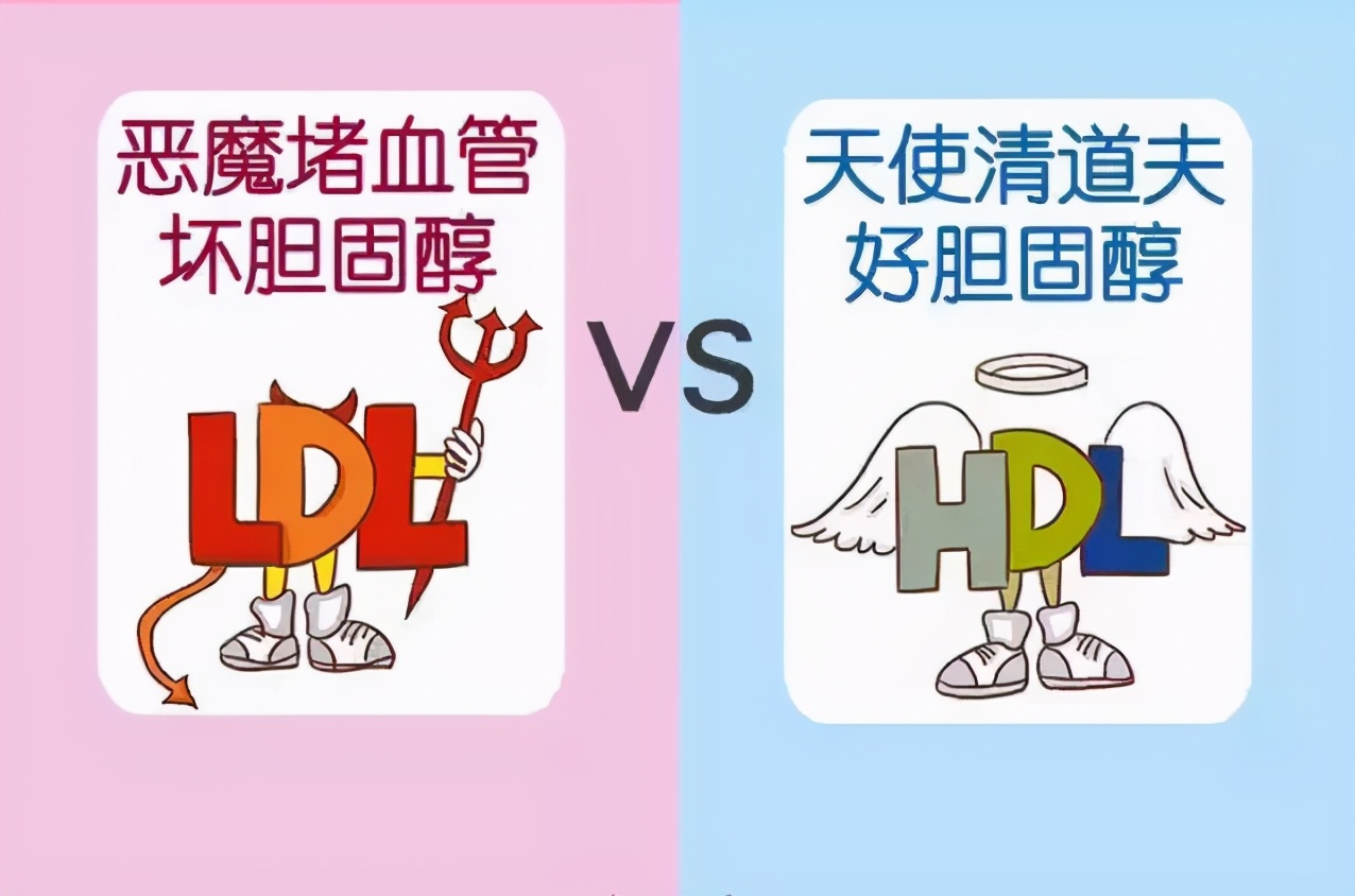 关于高脂血症中的HDL和LDL,您都知道吗?