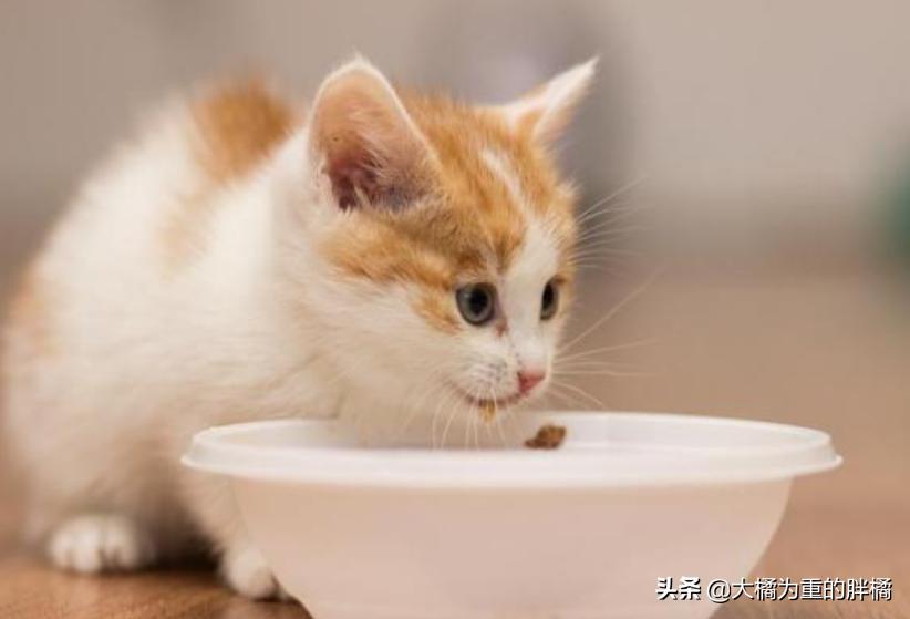 猫咪什么表现是中暑,猫咪轻微中暑怎么救