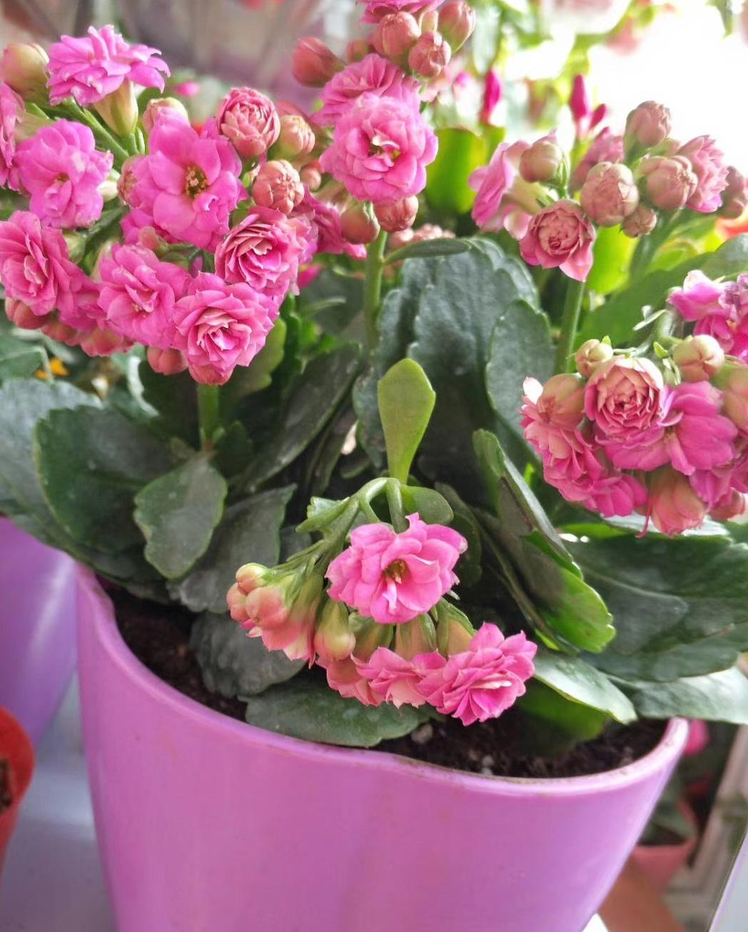 长寿花花苞枯萎了怎么救活,长寿花花枝发软是什么原因