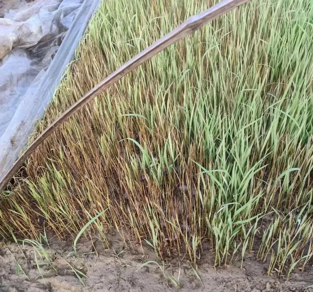 倒春寒死苗怎么治,倒春寒农作物受灾