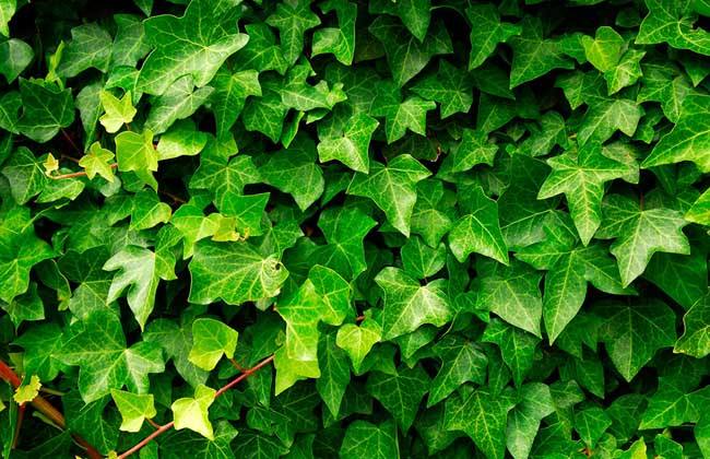 长藤龟背竹养护,自己在家养的龟背竹疯长不停