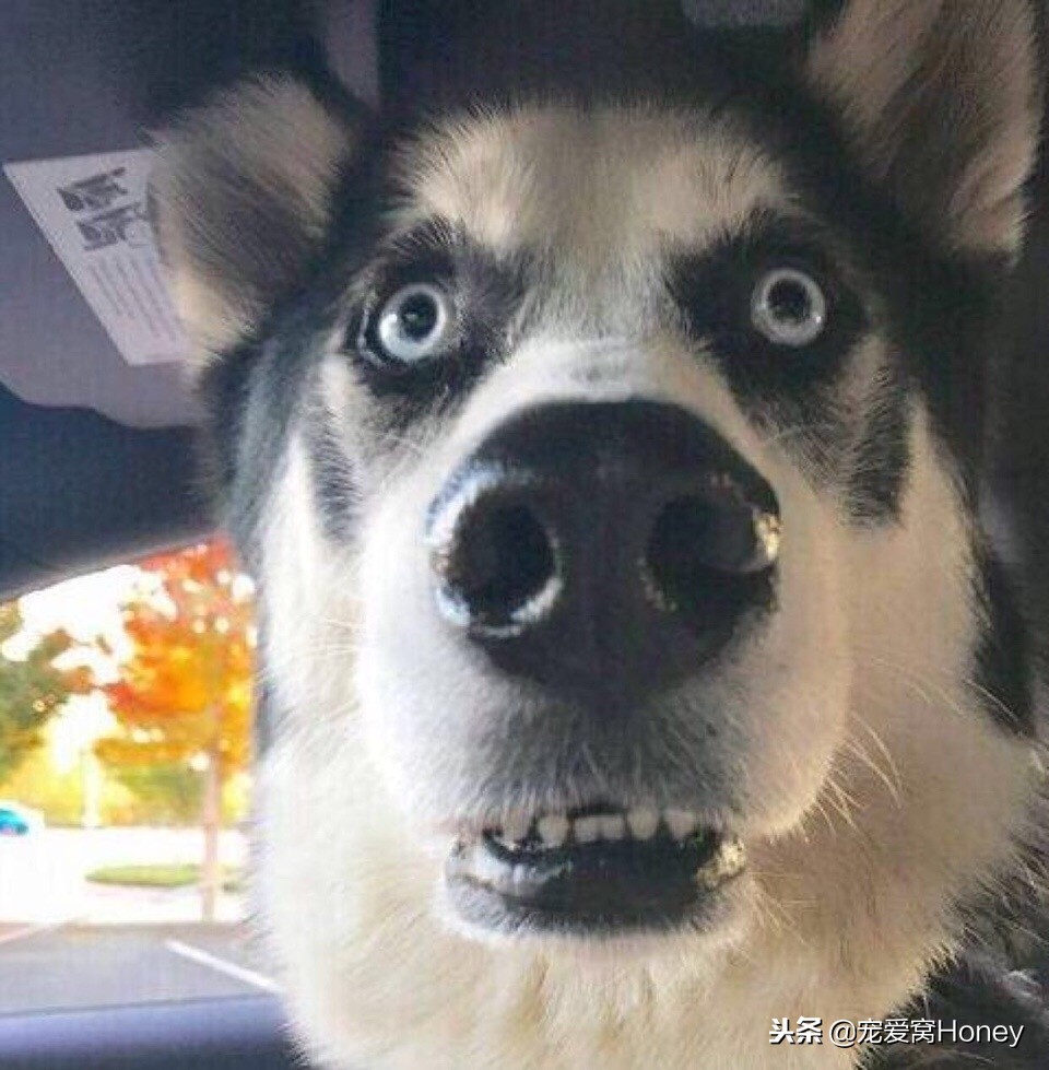 狗狗腹泻的4个预防方法是什么,狗狗腹泻便不成形状