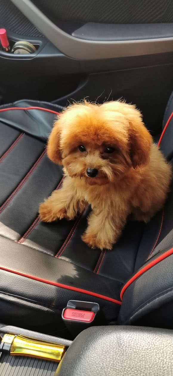 泰迪犬很怕这9件事,泰迪犬最害怕的5件事