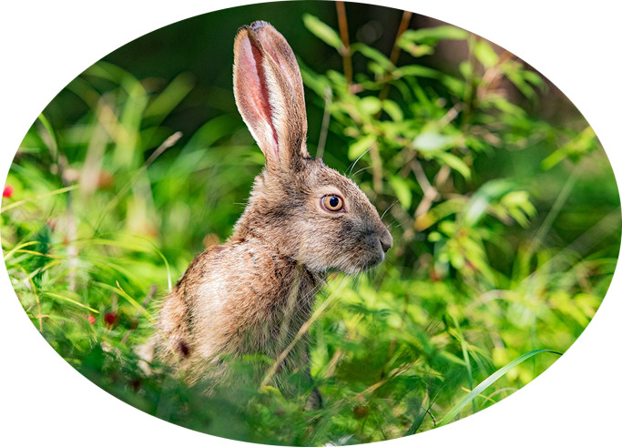 为什么有人说兔子不能喝水,兔子喝水吗需要给兔子喂水吗