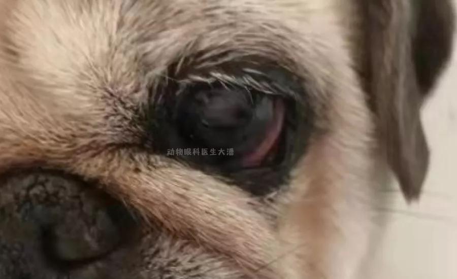 狗狗眼球受伤溃疡水肿怎么办,狗狗眼睛红肿眼球突出