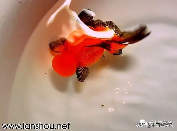 国宝级皇冠珍珠金鱼视频,皇冠珍珠金鱼视频