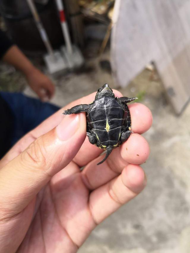 中华草龟水龟入门饲养方法,中华草龟苗饲养方法