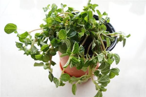 吸毒草开完花后如何打理,吸毒草叶子发黄怎么办