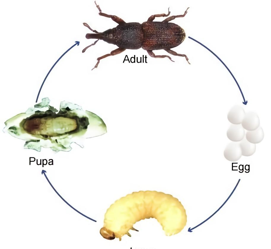 大米晒出虫子如何处理,大米晒过怎么去除黑色虫子