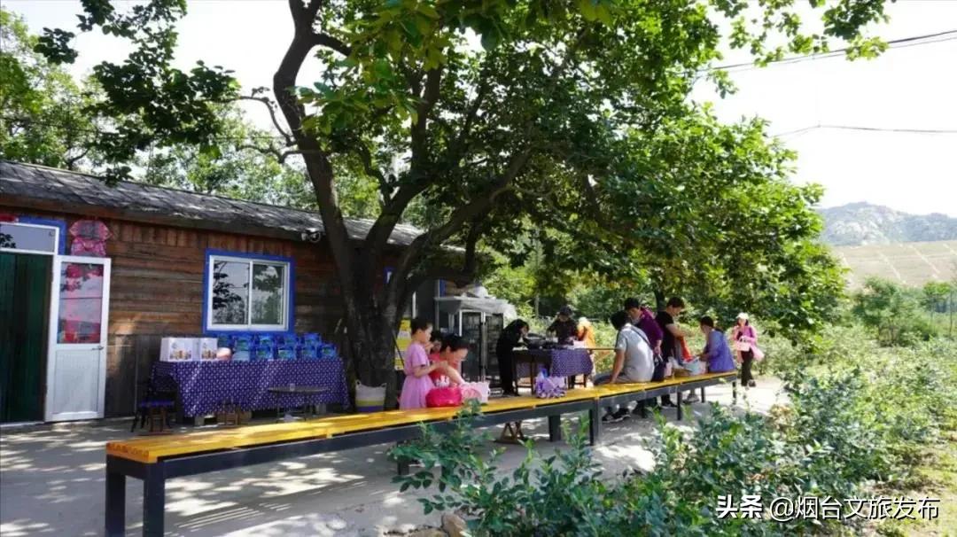 烟台蓝莓采摘园,烟台摘蓝莓的地方