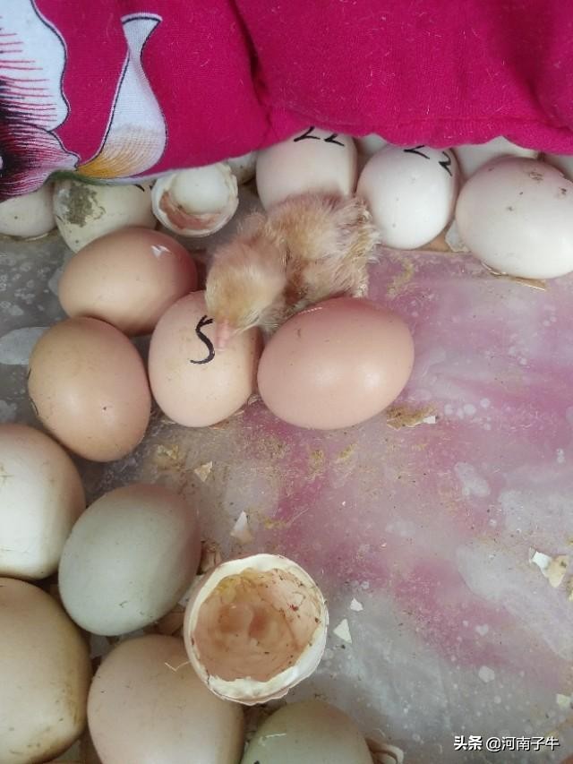 在家里如何孵化小鸡,自己在家怎么简单孵化小鸡