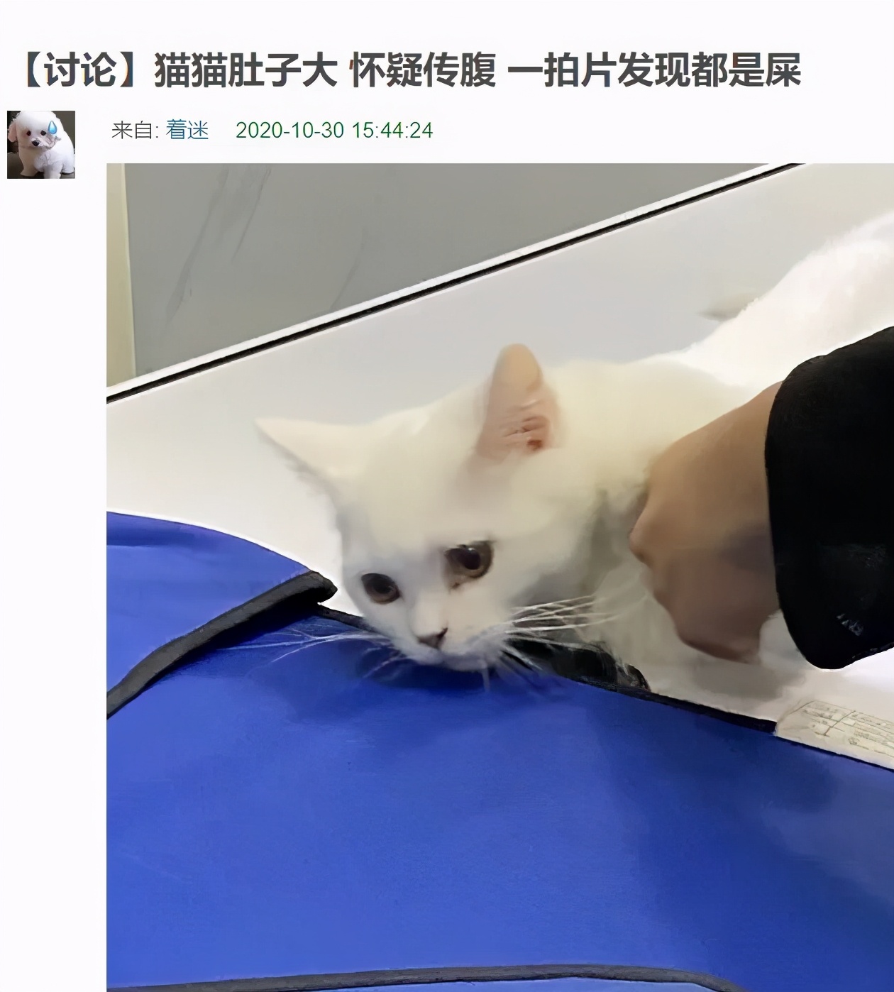 万万没想到被骗的这么惨，我们家猫怀了一肚子屎