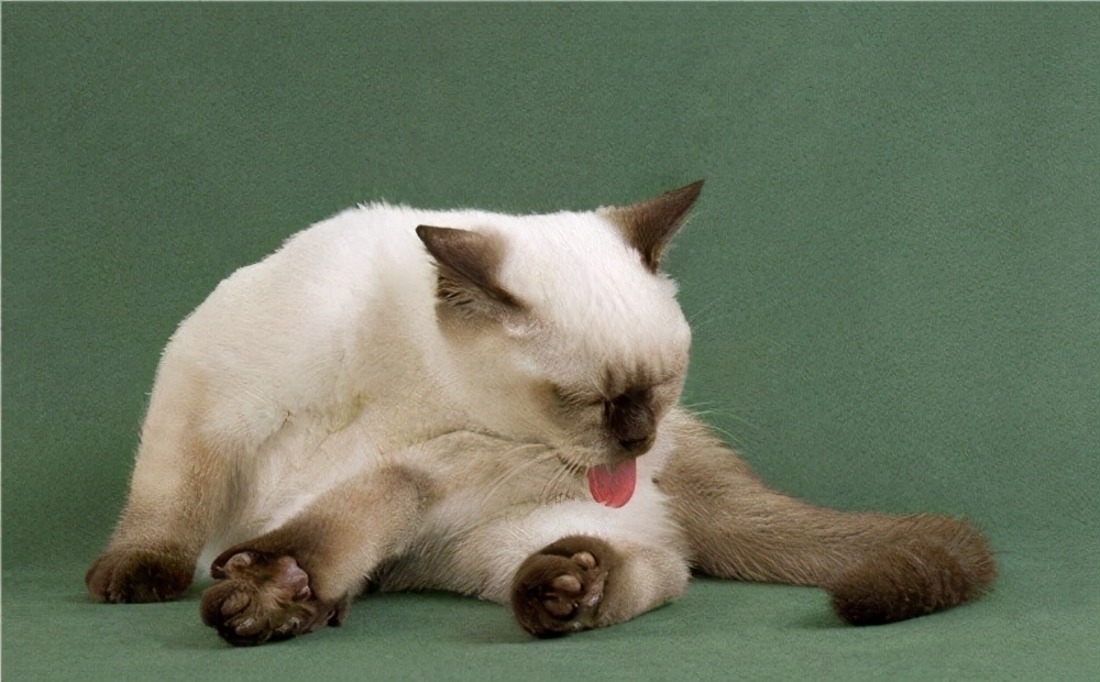 猫咪一直伸舌头舔是什么意思,猫咪舔手并咬是什么意思