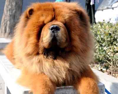 纯种松狮犬好养吗,纯种松狮犬的标准