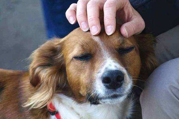 狗狗哼唧叫唤什么意思,狗狗哼唧意思