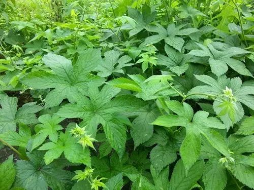 那些常见却叫不上名字的野花野草,常见的野花野草却是农家之宝