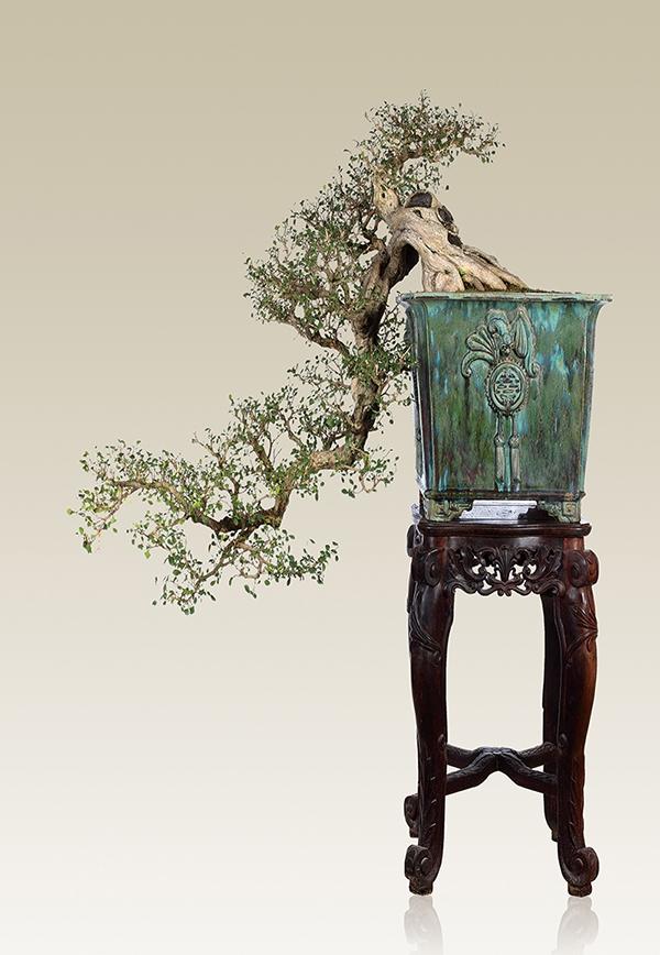 养一盆九里香能满屋飘香吗,如何养好九里香树