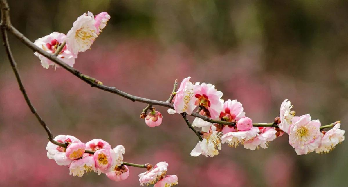 春节开花的耐寒植物,春节可以观赏的耐寒花卉